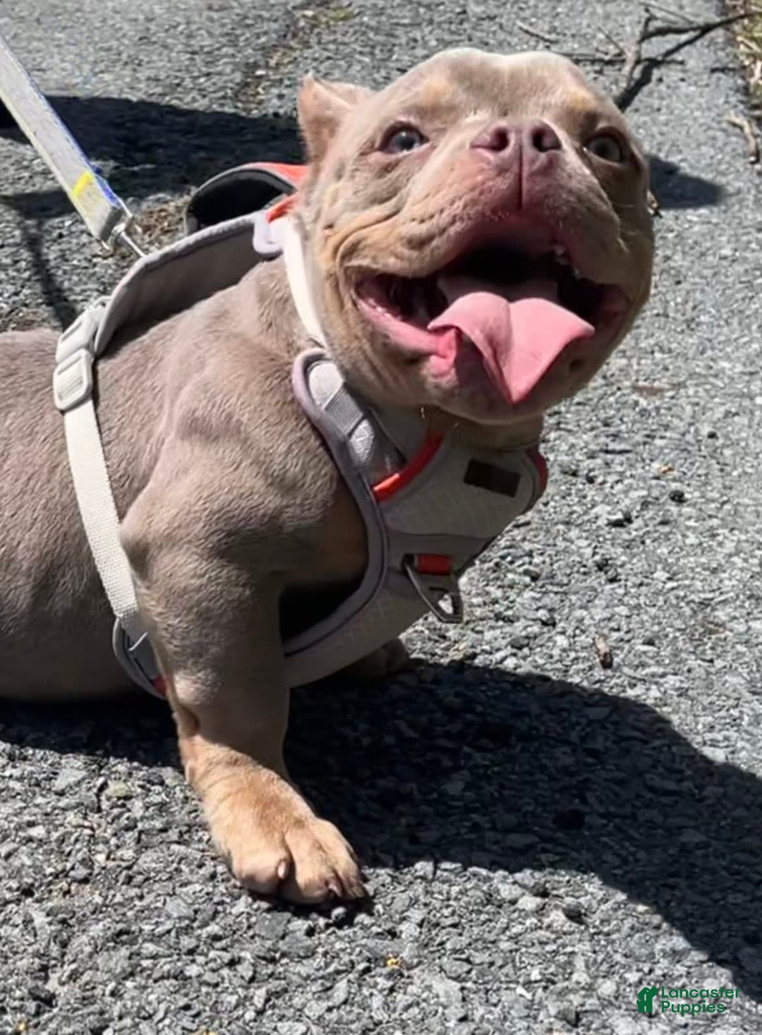 American Bully dogs for sale: Lance - Image 11