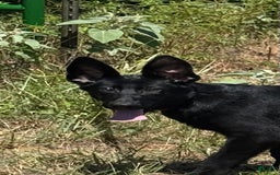 German Shepherd dogs for sale: Jaydah - Image 6