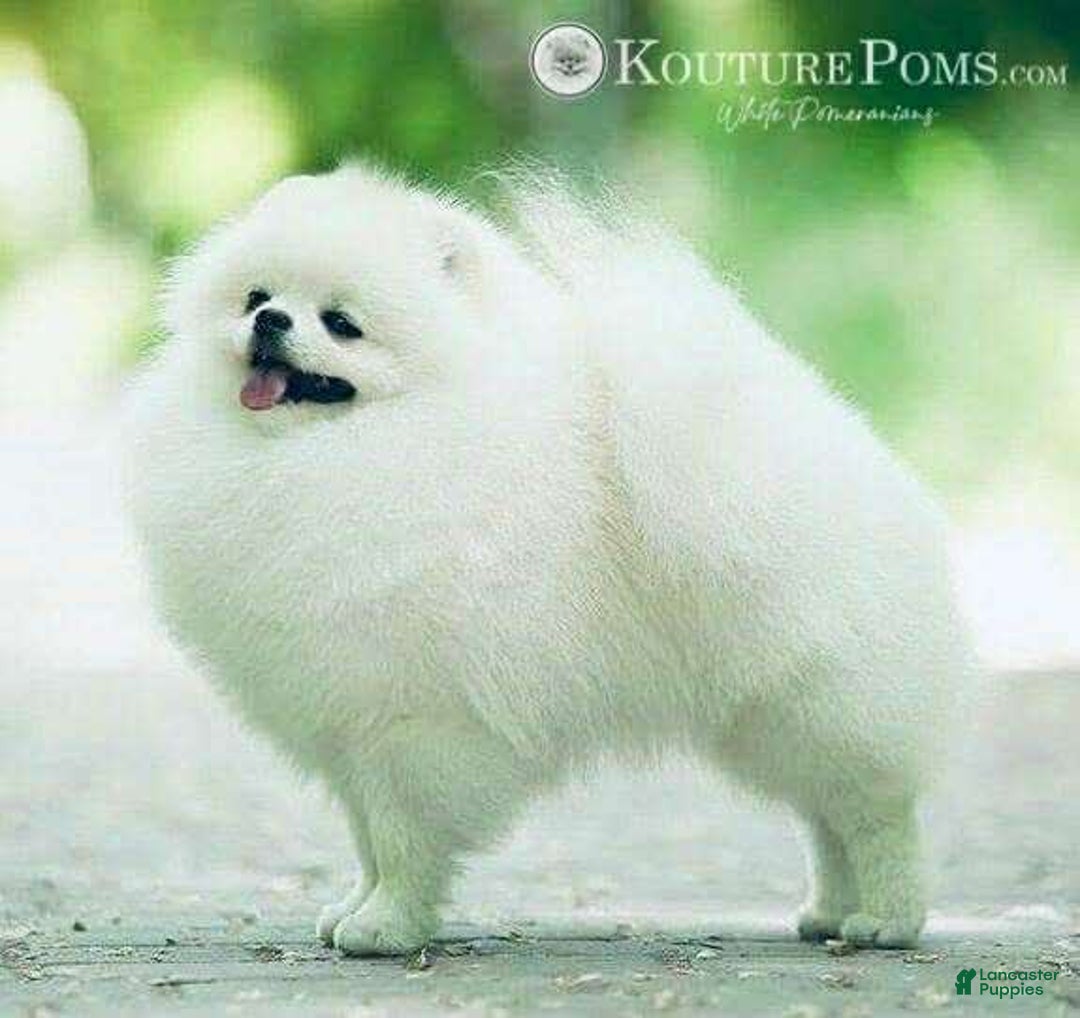 Pomeranian dogs for sale: Luca - Image 5