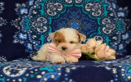 Toy Poodle dogs for sale: Francesca Teacup 4 Lbs Full Grown - Image 5