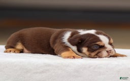 English Bulldog dogs for sale: Theo - Image 1