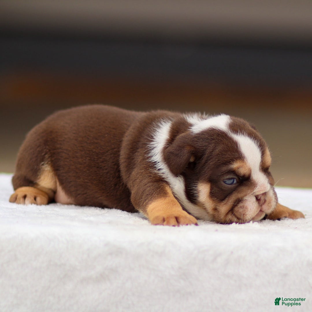 English Bulldog dogs for sale: Theo - Image 1