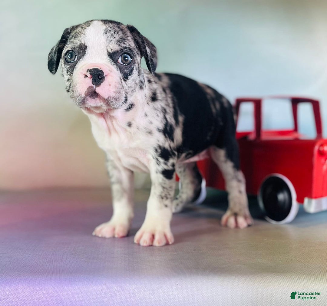 Frenchton dogs for sale: Cookie Dna Clear - Image 1