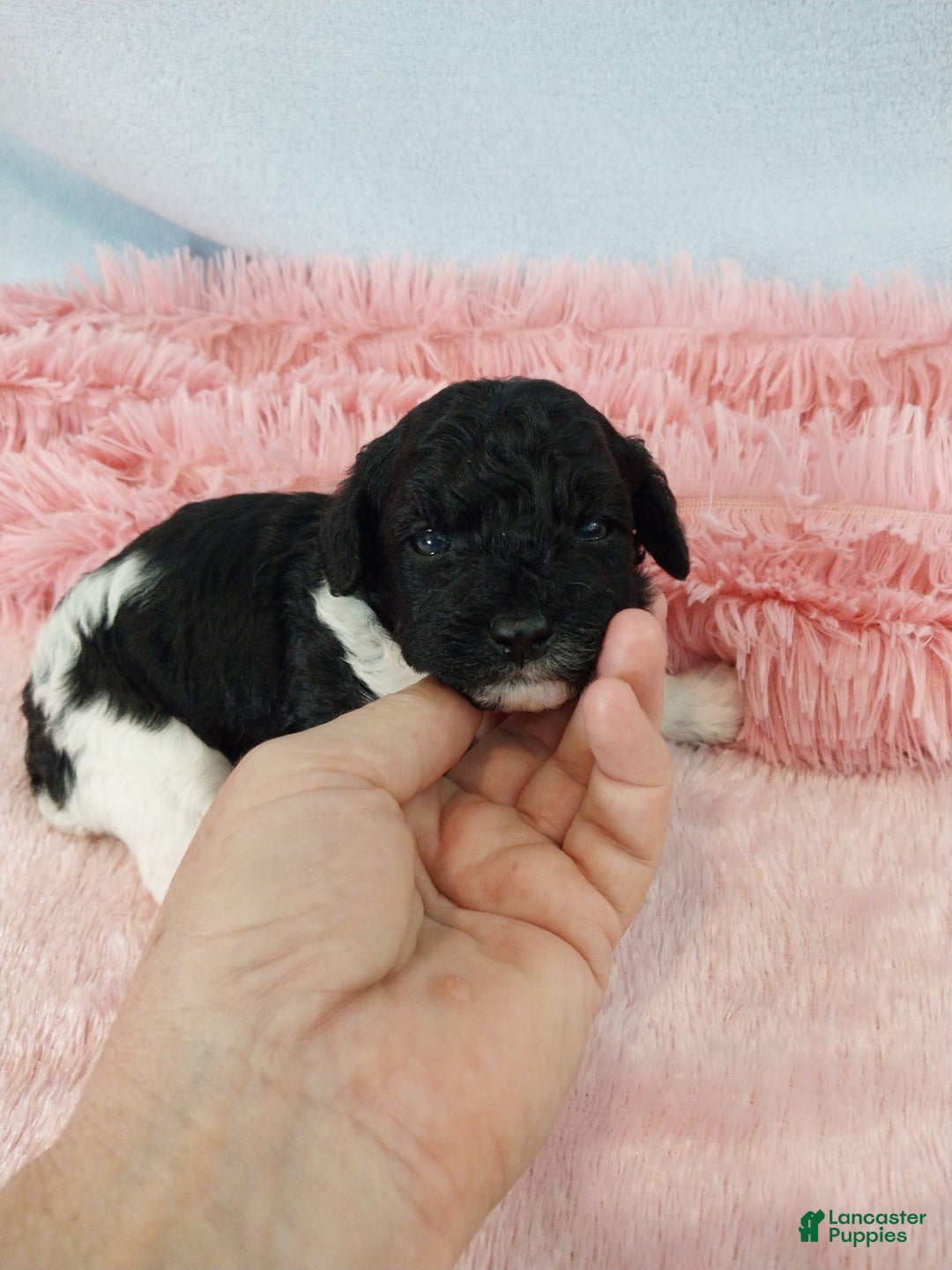 Toy Poodle dogs for sale: Dixie - Image 2