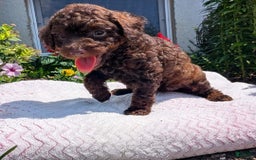 Toy Poodle dogs for sale: Buffy - Image 3