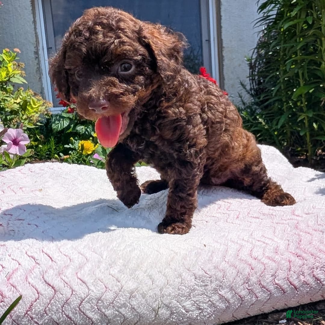 Toy Poodle dogs for sale: Buffy - Image 3
