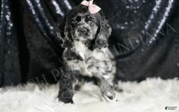 Cocker Spaniel dogs for sale: Rainbow Dash - Image 1