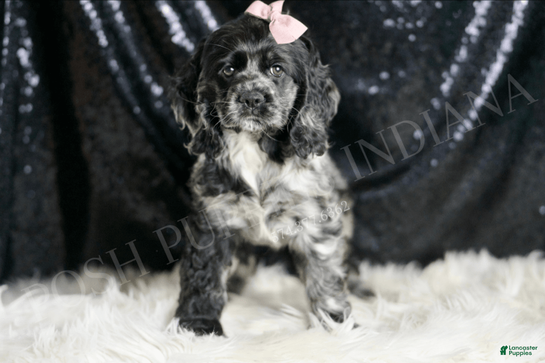 Cocker Spaniel dogs for sale: Rainbow Dash - Image 1