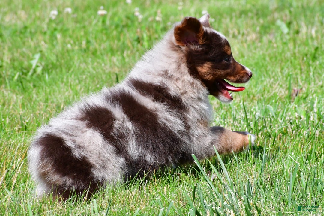 Miniature Australian Shepherd dogs for sale: Neal - Image 12
