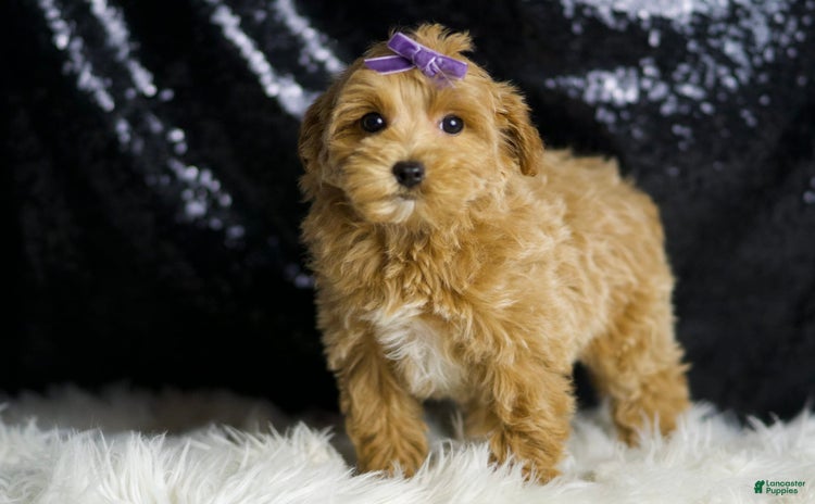 Maltipoo dogs - Advert 13