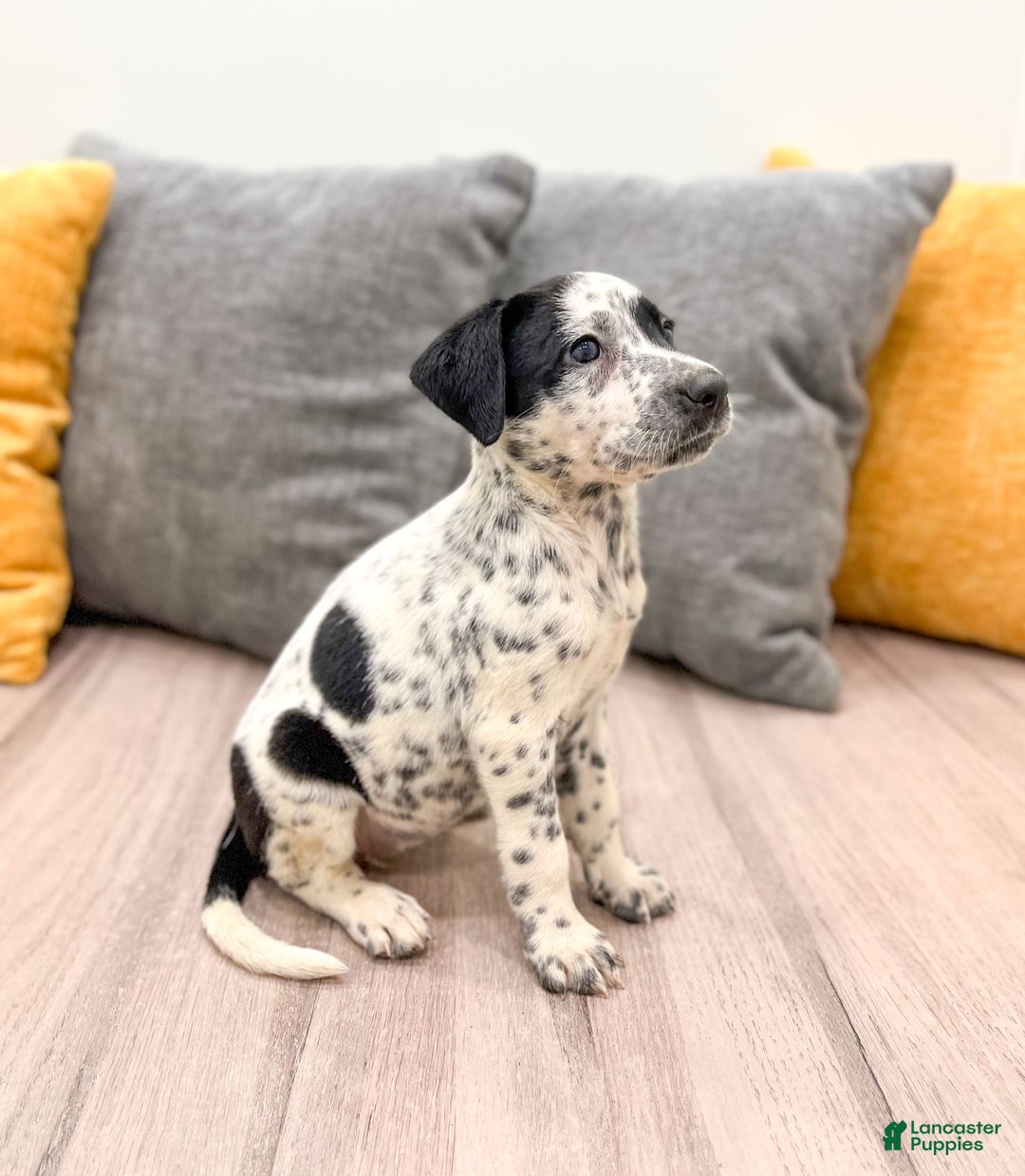 Dalmatian dogs for sale: Pepper - Image 2