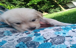 Golden Retriever dogs for sale: Picasso - Image 7