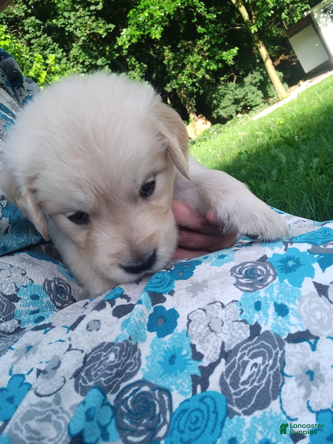 Golden Retriever dogs for sale: Picasso - Image 7