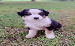 Australian Shepherd dogs for sale: Elliot - Image 6