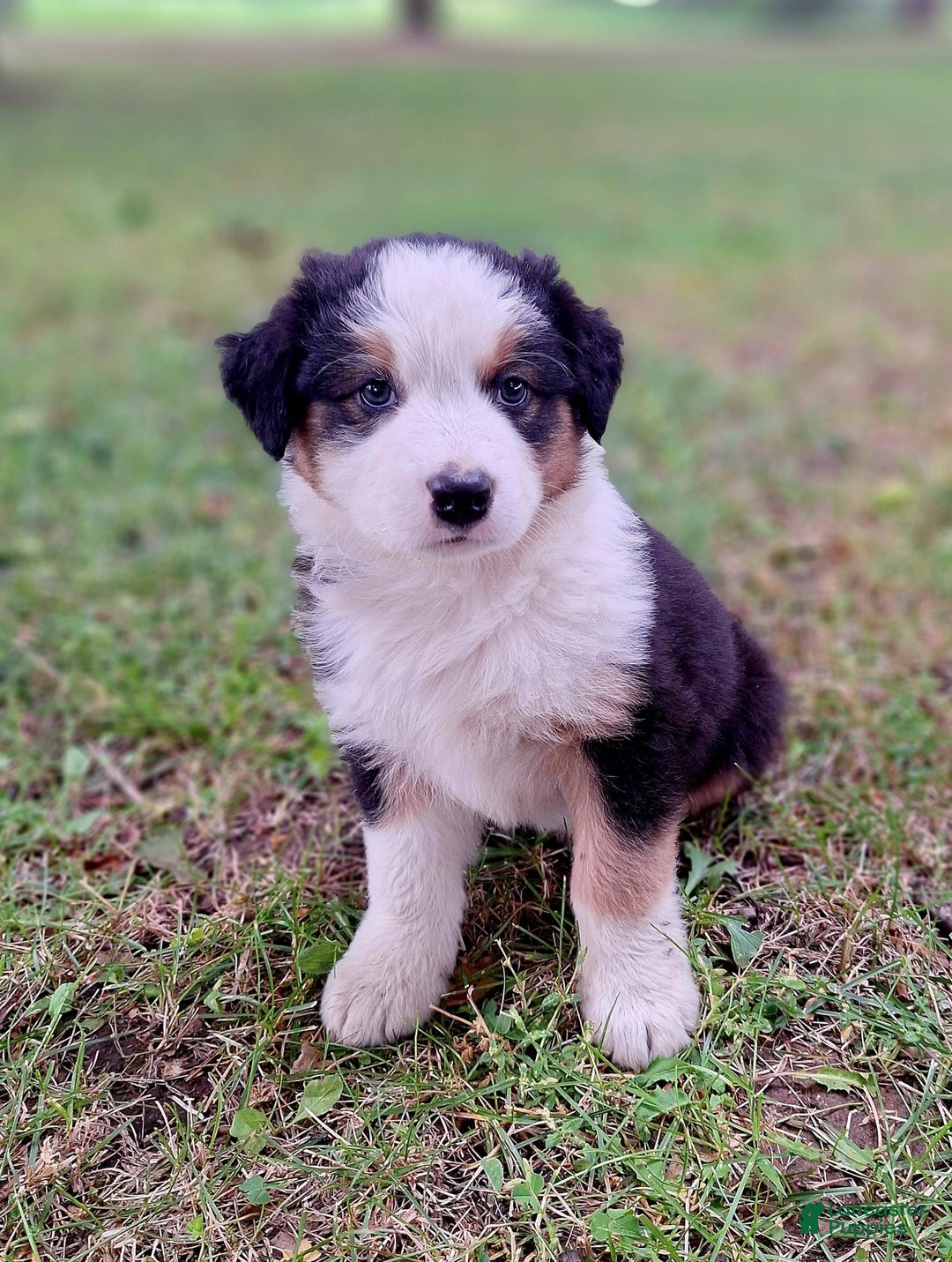 Australian Shepherd dogs for sale: Elliot - Image 6