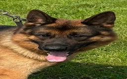 German Shepherd dogs for sale: MAX - Image 1