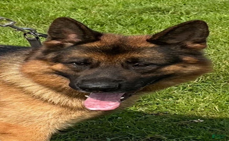 German Shepherd dogs for sale - Ad 1