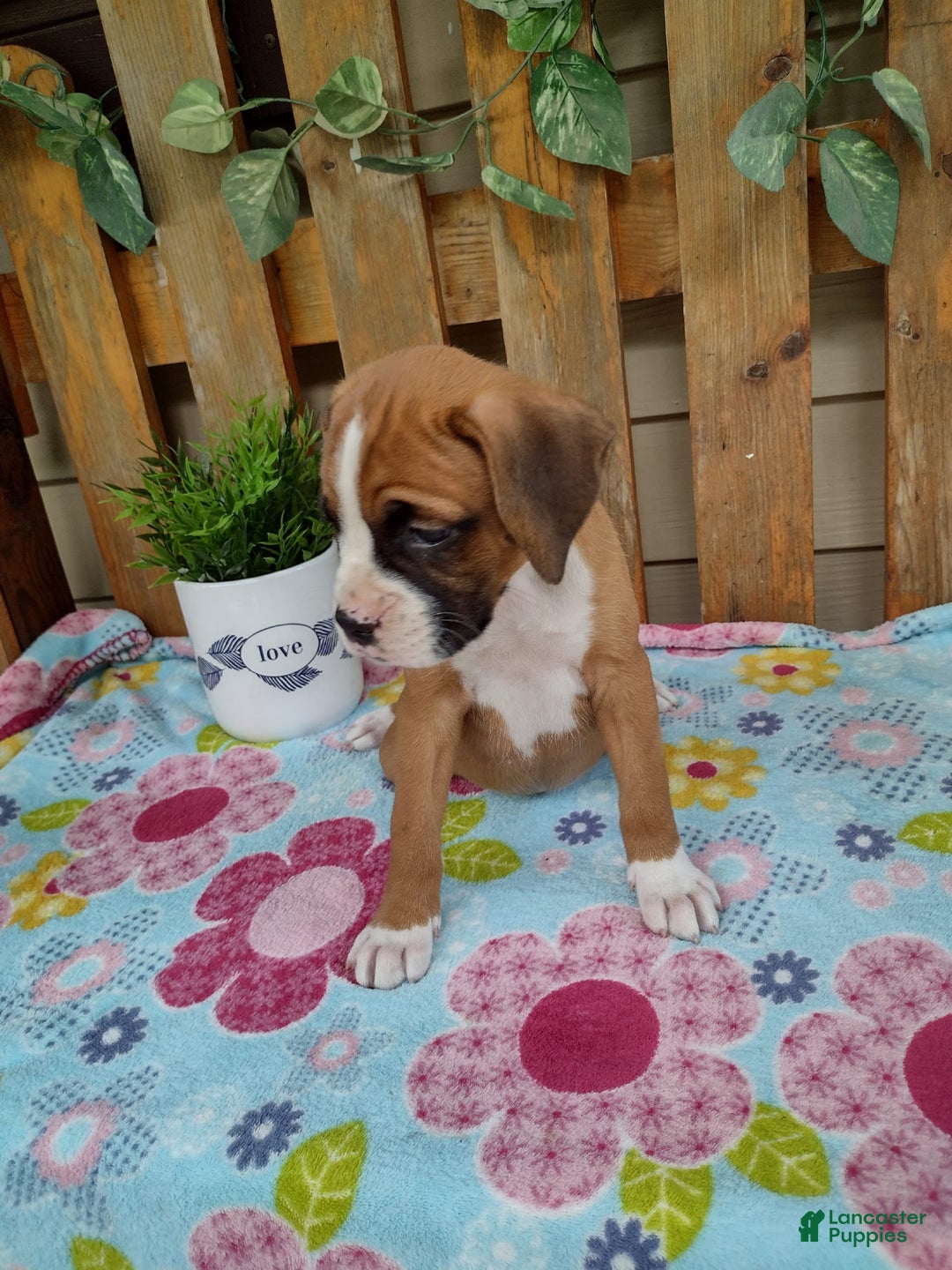 Boxer dogs for sale: Daisy - Image 3