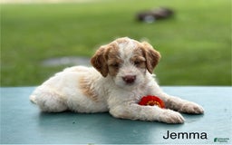 Brittany Spaniel dogs for sale: Jemma - Image 3
