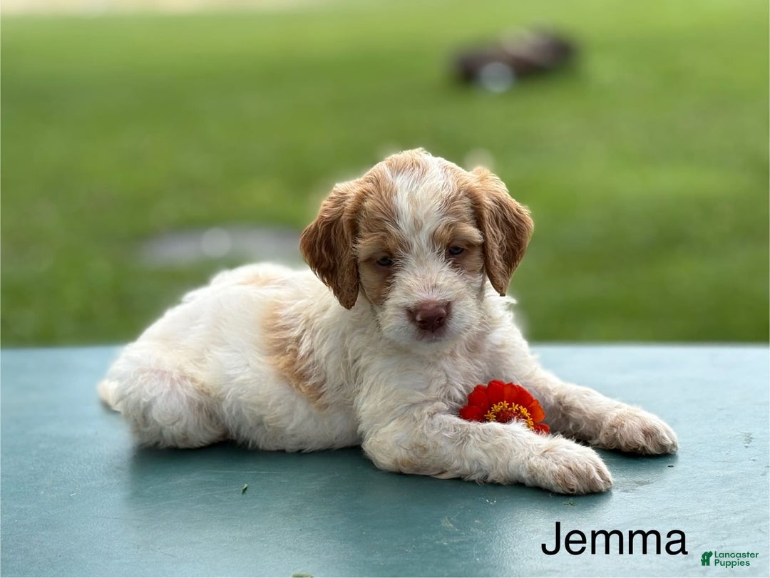 Brittany Spaniel dogs for sale: Jemma - Image 3