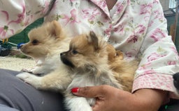 Pomeranian dogs for sale: Molly - Image 5