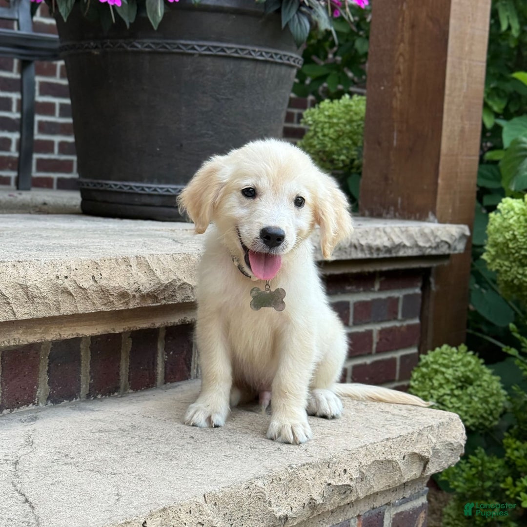 Golden Retriever dogs for sale: Winston - Image 10