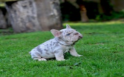 French Bulldog dogs for sale: Domenic - Image 7