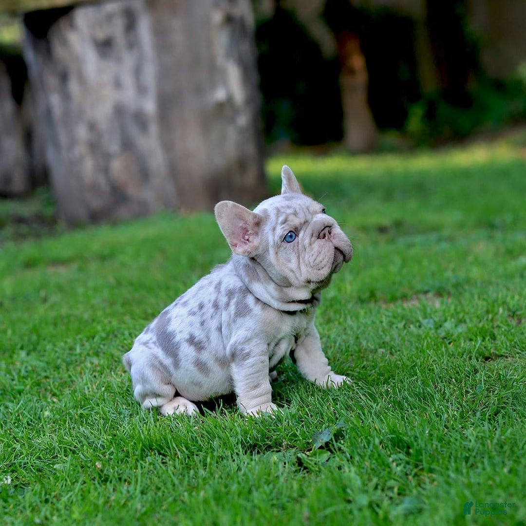 French Bulldog dogs for sale: Domenic - Image 7