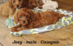 Cavapoo dogs for sale: Joey - Image 3