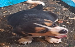 Beagle dogs for sale: Little Boy  4 - Image 3