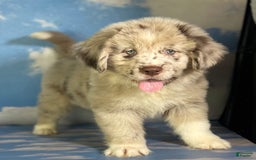 Newfoundland dogs for sale: Jax - Image 13