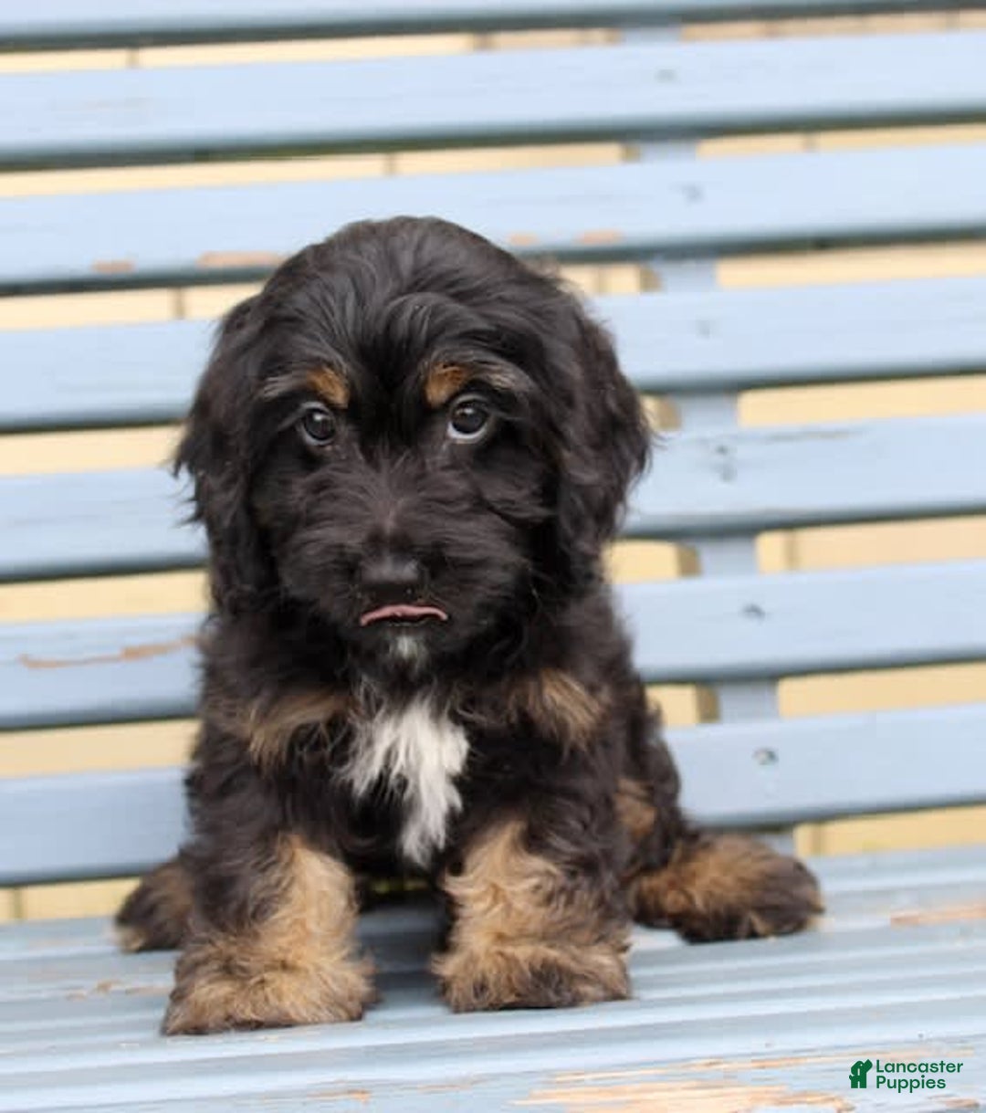 Cockapoo dogs for sale: Tulip - Image 3