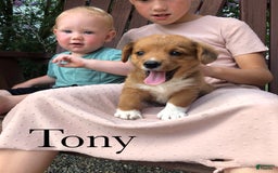 Welsh Corgi Pembroke dogs for sale: Tony - Image 1