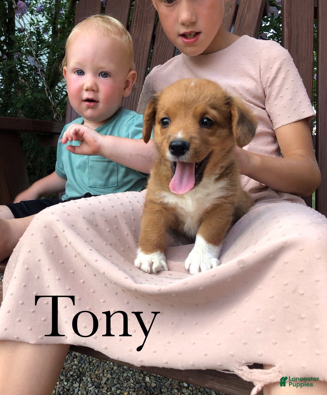 Welsh Corgi Pembroke dogs for sale: Tony - Image 1