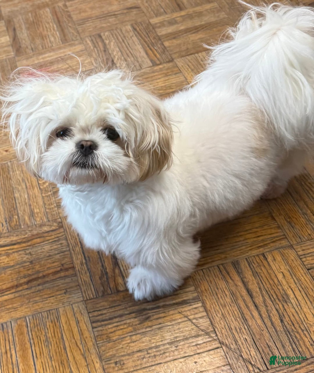 Shih Tzu dogs for sale: Brownie - Image 6