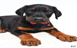 Doberman Pinscher dogs for sale: Mason - Image 5