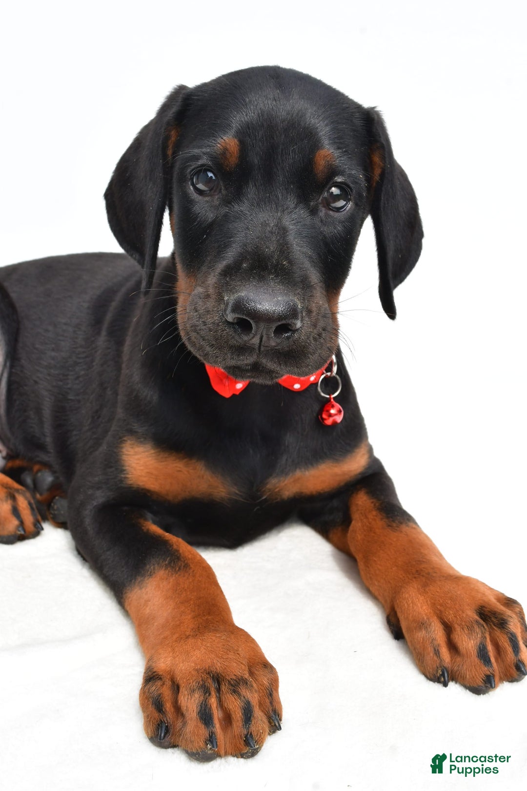 Doberman Pinscher dogs for sale: Mason - Image 5