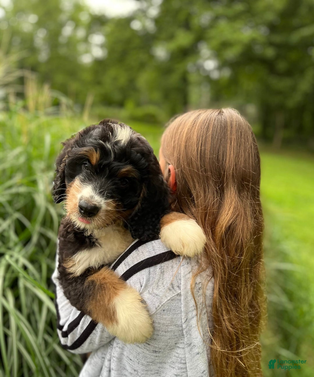 Bernedoodle dogs for sale: Charley - Image 4