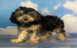 Cavapoo dogs for sale: Sasha - Image 4