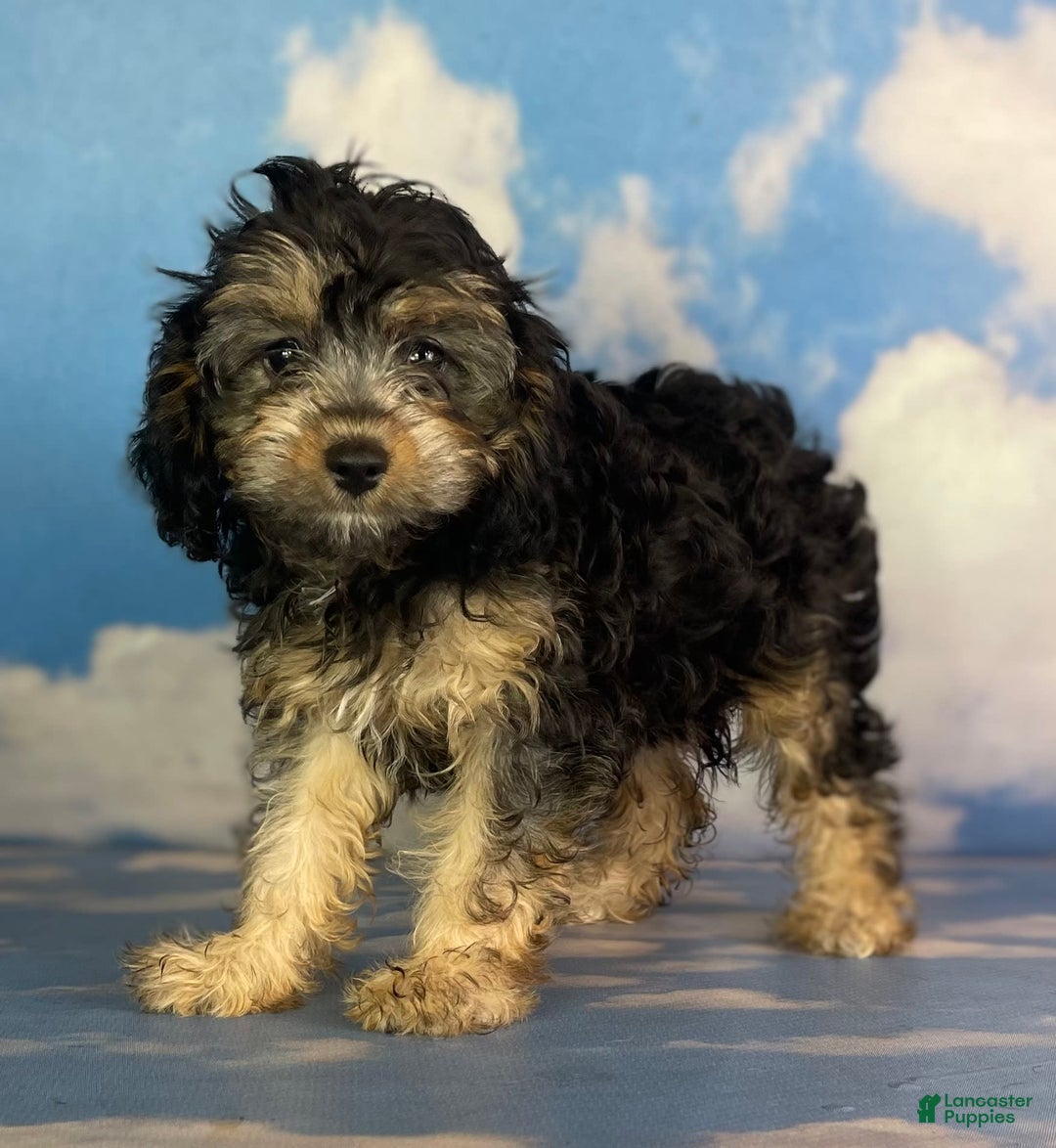 Cavapoo dogs for sale: Sasha - Image 4