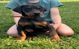Doberman Pinscher dogs for sale: Mr. Orange - Image 1