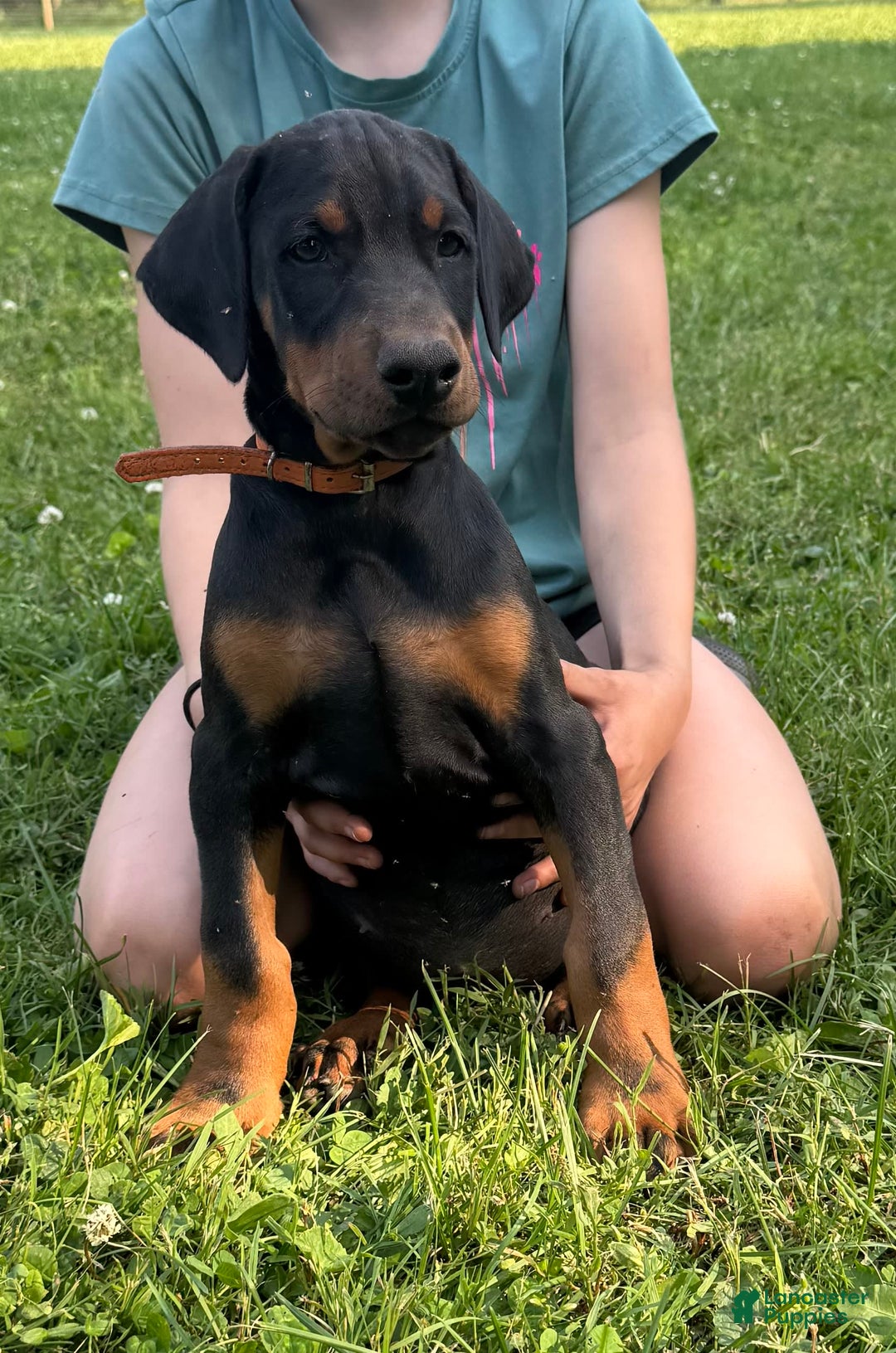 Doberman Pinscher dogs for sale: Mr. Orange - Image 1