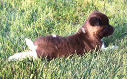 Akita dogs for sale: Bella - Image 2