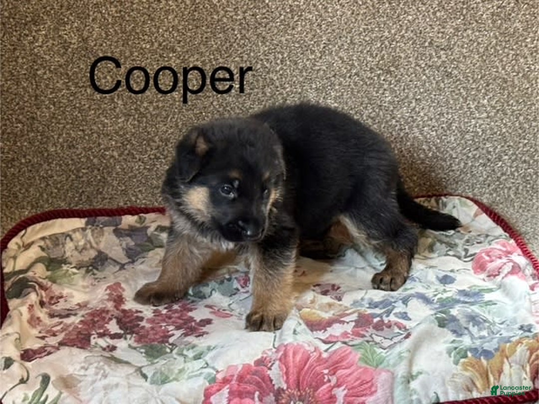 German Shepherd dogs for sale: Cooper - Image 5