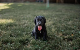 Goldador dogs for sale: Yellow - Image 1