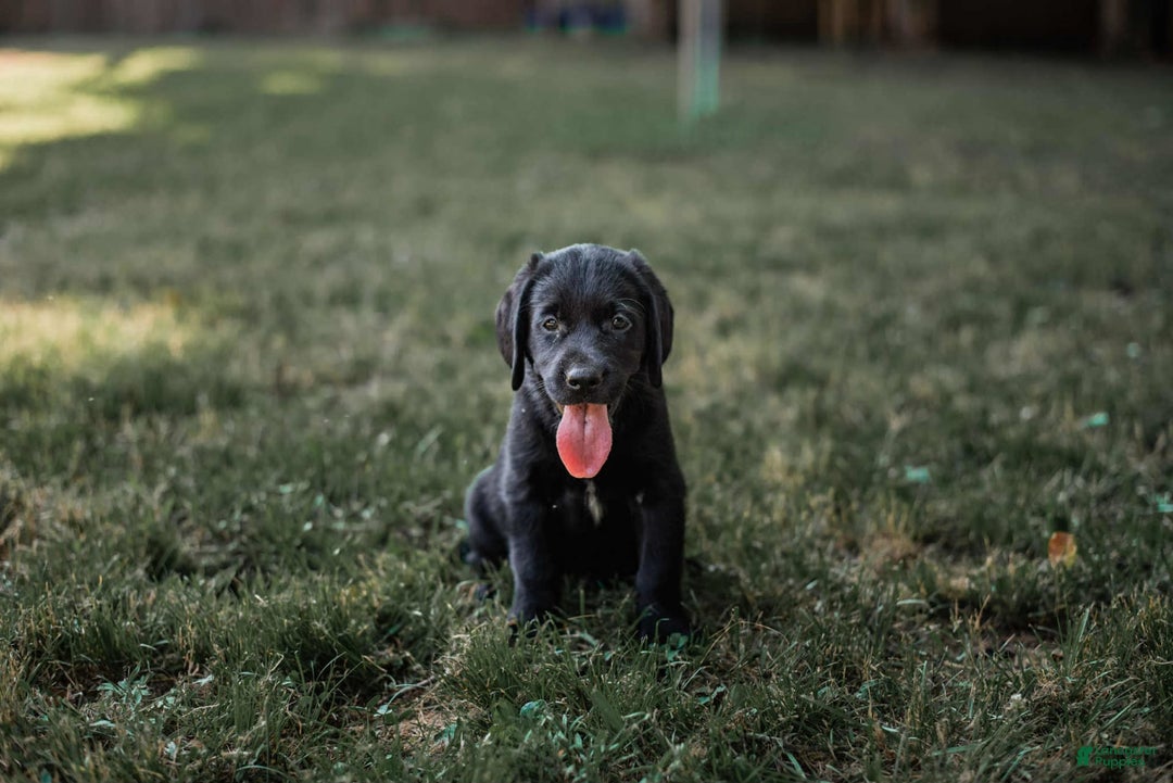 Goldador dogs for sale: Yellow - Image 1