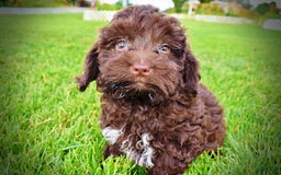 Havapoo dogs for sale: Boomer - Image 9
