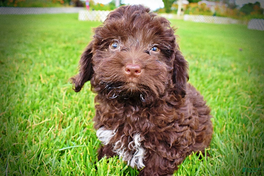 Havapoo dogs for sale: Boomer - Image 9