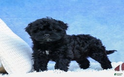 Shihpoo dogs for sale: Kia - Image 8