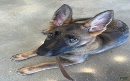 German Shepherd dogs for sale: Mochi - Image 4